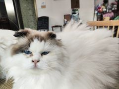 -楼上猫咖(罗湖店)