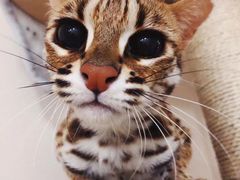 -天津市黄河医院