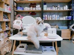 -十年猫舍·猫咪专门店(普陀店)