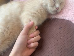-猫小院猫主题餐厅(南锣旗舰店)