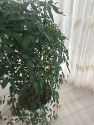 -HEYAN荷妍专业脱毛连锁机构