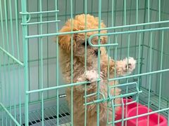 -南京宠物基地·宠物狗宠物猫售卖(南京店)