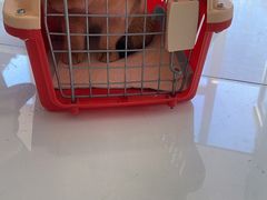 -北京恒爱动物医院(清景园分院)