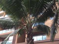 -三亚湾红树林度假世界(木棉酒店)