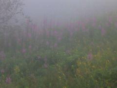 景点-白草畔自然风景区