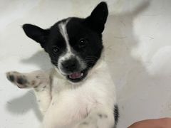 -艾贝尔宠物诊疗