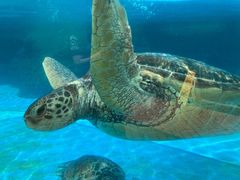 -海合安成都极地海洋公园