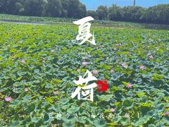 -荷塘月色湿地公园·向阳花洲