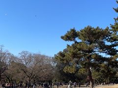 -奈良公园