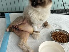 -嘉馨宠物医院·CT影像转诊·心脏科·犬猫全科诊疗中心(下沙大学城院区)