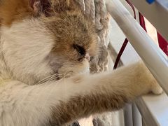 -平行世界·猫咖(首经贸店)