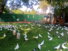 -长白岛森林公园