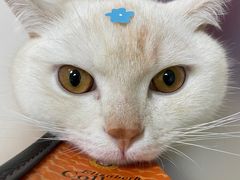 -瑞鹏宠物医院·骨科·猫科·内科(第一中心)