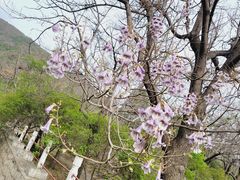 -北京十三陵国家森林公园蟒山景区