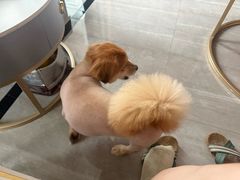 -艾贝尔宠物医院 ·内科全科(梁溪路店)