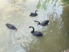 -上海野生动物园