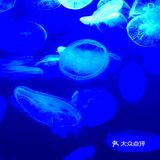 卧x好多水母啊！