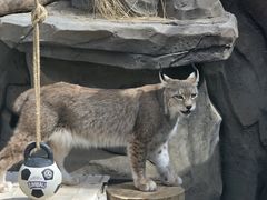 -青藏高原野生动物园