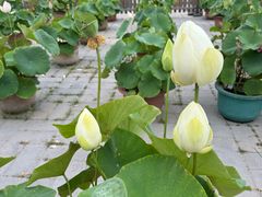 -莲花池公园