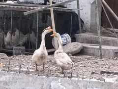 -三岔涧农家乐
