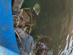 -北戴河圣蓝海洋公园