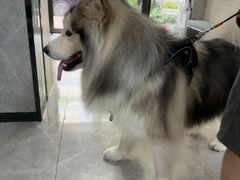 -半岛宠物医院24小时(白果林店)