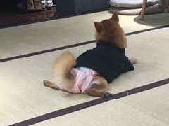 -逗柴咖啡屋·狗咖猫咖宠物桌游
