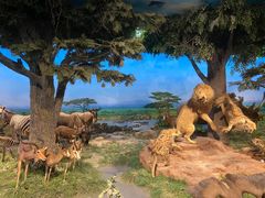 -国家自然博物馆