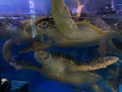 -烟台海昌鲸鲨海洋公园