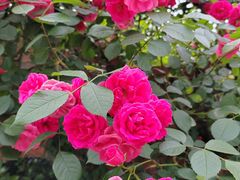 -都江堰玫瑰花溪谷