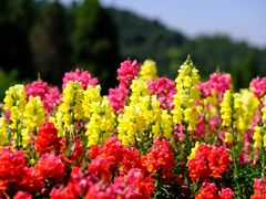 -中国香山·寿香谷