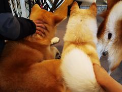 -喜柴咖啡·柴犬狗咖