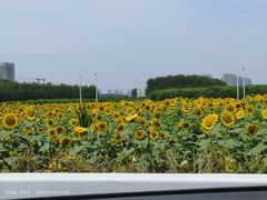-白沟国际箱包城