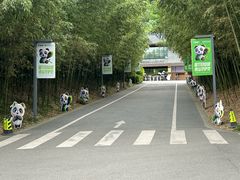 -都江堰中华大熊猫苑