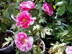 android_upload_pic-沈阳南湖公园