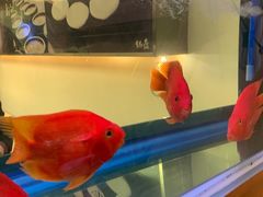 -盘飧市(春熙路店)