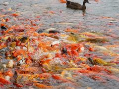 -常州花鸟园酒店(西太湖品牌优选店)