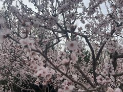 -青藏高原野生动物园