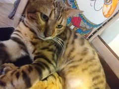 -more than meow吴止猫主题餐厅(承德 中船汇店)