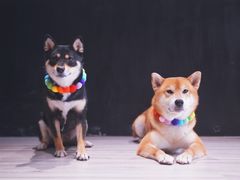 -百好乐宠物友好餐厅(朝外大街店)