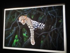 -罗红摄影艺术馆