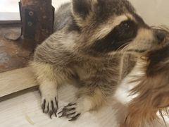 -浣熊柯尔鸭土拨鼠·电玩咖