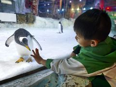 -芜湖新华联大白鲸海洋公园