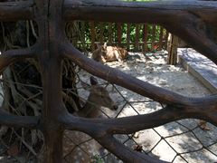 -野象谷景区