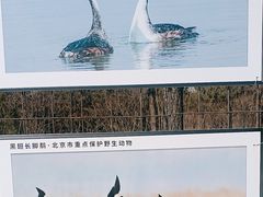 -野鸭湖国家湿地公园