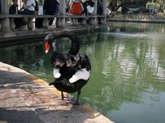 -翠湖公园