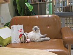 -藏猫猫咖啡主题馆(中央大道店)