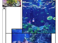 -暹罗海洋世界