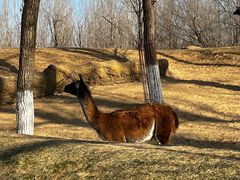 -北京野生动物园