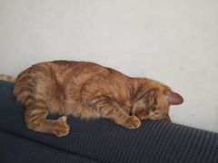 -宠福鑫康馨动物医院·骨科·眼科